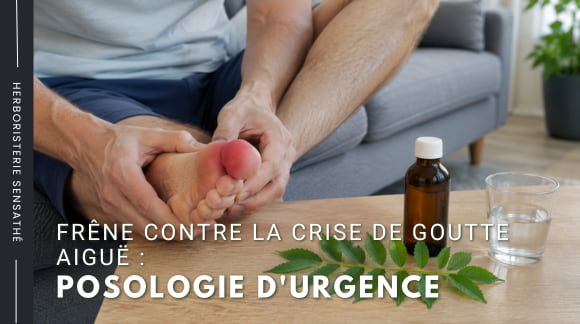 Frêne contre la crise de goutte aiguë posologie d'urgence - Herboristerie Sensathé